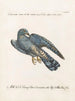 Ornithologie methodisch verdaut Pl067 - Saverio Manetti — Ansicht des Kunstwerks