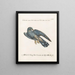 Ornithologie methodisch verdaut Pl067 - Saverio Manetti — gerahmtes Bild an der Wand