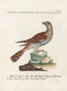 Ornithologie methodisch verdaut Pl068 - Saverio Manetti — Ansicht des Kunstwerks