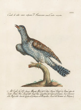 Saverio Manetti - Ornithologia methodice digesta Pl069.webp