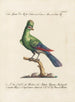 Ornithologie methodisch verdaute Gemälde Pl073 - Saverio Manetti — Ansicht des Kunstwerks
