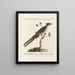 Ornithologie methodisch verdaut Pl074 - Saverio Manetti — gerahmtes Bild an der Wand