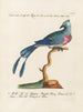 Ornithologie methodisch verdaut Pl075 - Saverio Manetti — Ansicht des Kunstwerks