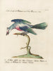 Ornithologie methodisch verdaut Pl077 - Saverio Manetti — Ansicht des Kunstwerks