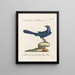 Ornithologie methodisch verdaut Pl078 - Saverio Manetti — gerahmtes Bild an der Wand