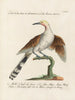 Ornithologie methodisch verdaut Pl079 - Saverio Manetti — Ansicht des Kunstwerks