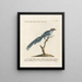 Ornithologie methodisch verdaut Pl080 - Saverio Manetti — gerahmtes Bild an der Wand