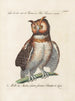 Ornithologie methodisch verarbeiteter Gemälde Pl084 - Saverio Manetti — Ansicht des Kunstwerks