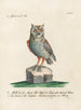 Ornithologie methodisch verdaut Pl085 - Saverio Manetti — Ansicht des Kunstwerks
