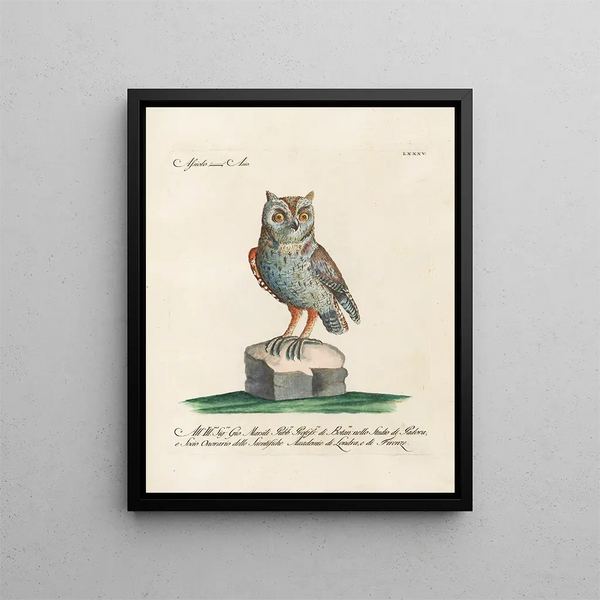 Ornithologie methodisch verdaut Pl085 - Saverio Manetti — gerahmtes Bild an der Wand