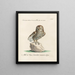 Ornithologie methodisch verdaut Pl086 - Saverio Manetti — gerahmtes Bild an der Wand