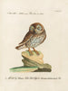 Ornithologie methodisch verdaut Pl087 - Saverio Manetti — Ansicht des Kunstwerks