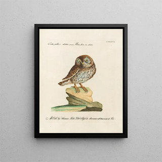 Saverio Manetti - Ornithologia methodice digesta Pl087.webp
