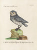 Ornithologie methodisch verdaut Pl088 - Saverio Manetti — Ansicht des Kunstwerks