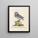 Ornithologie methodisch verdaut Pl088 - Saverio Manetti — gerahmtes Bild an der Wand