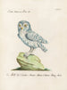 Ornithologie methodisch verdaut Pl089 - Saverio Manetti — Ansicht des Kunstwerks