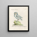 Ornithologie methodisch verdaut Pl089 - Saverio Manetti — gerahmtes Bild an der Wand