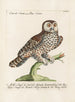 Ornithologie methodisch verdaut Pl090 - Saverio Manetti — Ansicht des Kunstwerks