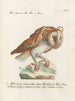 Ornithologie methodisch verdaut Pl091 - Saverio Manetti — Ansicht des Kunstwerks