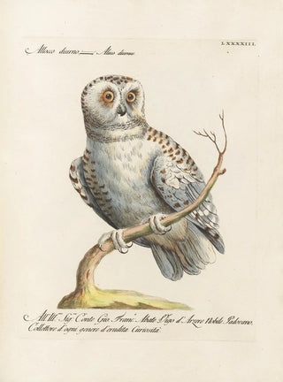 Saverio Manetti - Ornithologia methodice digesta Pl093.webp
