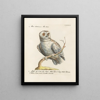 Saverio Manetti - Ornithologia methodice digesta Pl093.webp