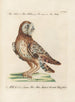 Ornithologie methodisch verdaut Pl095 - Saverio Manetti — Ansicht des Kunstwerks