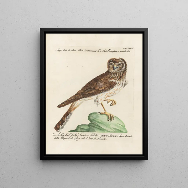 Ornithologie methodisch verdaut Pl097 - Saverio Manetti — gerahmtes Bild an der Wand