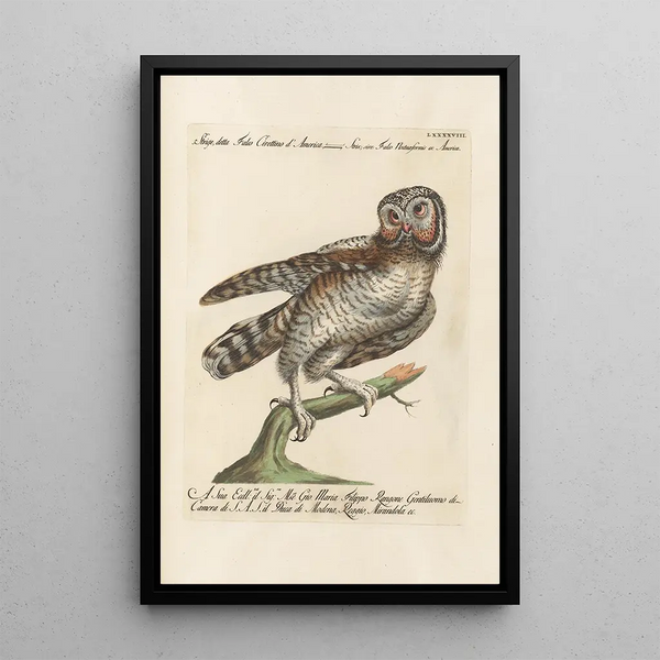Ornithologie methodisch angeordnet Pl098 - Saverio Manetti — gerahmtes Bild an der Wand