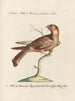 Ornithologie methodisch verdaut Pl100 - Saverio Manetti — Ansicht des Kunstwerks