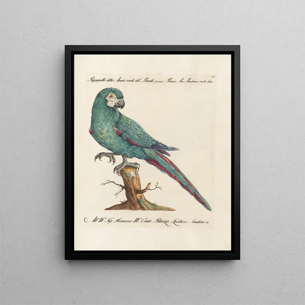 L ornithologie methodisch verdautes Gemälde Pl101 - Saverio Manetti — gerahmtes Bild an der Wand