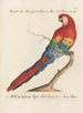 L'ornithologie méthodiquement digérée Pl102 - Saverio Manetti — Ansicht des Kunstwerks