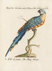L'ornithologie méthodiquement digérée Pl103 - Saverio Manetti — Ansicht des Kunstwerks