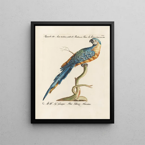 L'ornithologie méthodiquement digérée Pl103 - Saverio Manetti — gerahmtes Bild an der Wand