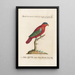 Ornithologie methodisch angeordnet Pl104 - Saverio Manetti — gerahmtes Bild an der Wand
