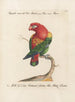 L ornithologie methodisch verdautes Gemälde Pl106 - Saverio Manetti — Ansicht des Kunstwerks
