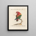 L ornithologie methodisch verdautes Gemälde Pl106 - Saverio Manetti — gerahmtes Bild an der Wand