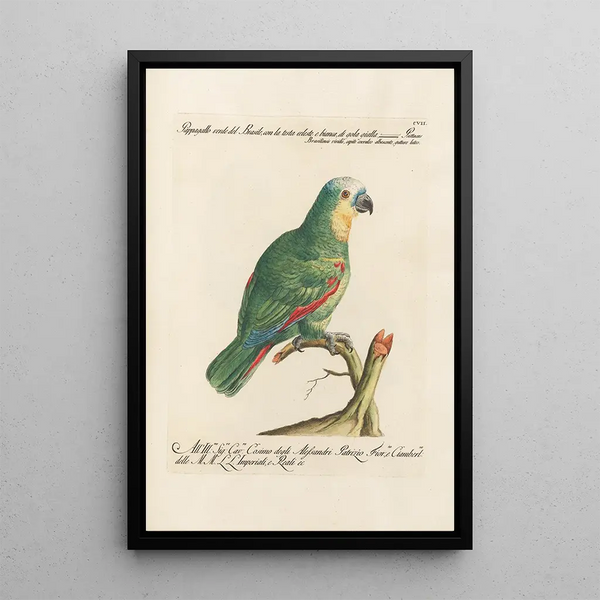 Ornithologie methodisch angeordnet Pl107 - Saverio Manetti — gerahmtes Bild an der Wand