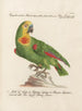 Ornithologie methodisch verdaut Pl108 - Saverio Manetti — Ansicht des Kunstwerks