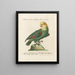 Ornithologie methodisch verdaut Pl110 - Saverio Manetti — gerahmtes Bild an der Wand