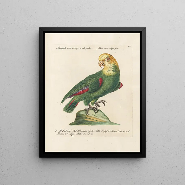 Ornithologie methodisch verdaut Pl110 - Saverio Manetti — gerahmtes Bild an der Wand