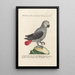 Ornithologie methodisch angeordnet Pl112 - Saverio Manetti — gerahmtes Bild an der Wand