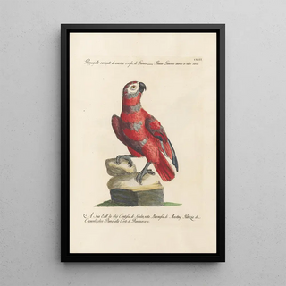 Saverio Manetti - Ornithologia methodice digesta Pl113.webp