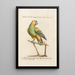 Ornithologie methodisch angeordnet Pl115 - Saverio Manetti — gerahmtes Bild an der Wand