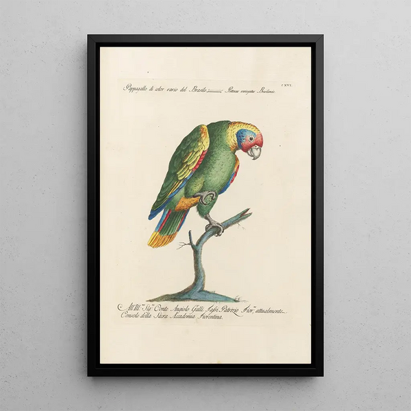 Ornithologie methodisch angeordnet Pl116 - Saverio Manetti — gerahmtes Bild an der Wand