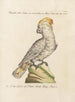 Ornithologie methodisch angeordnet Pl117 - Saverio Manetti — Ansicht des Kunstwerks