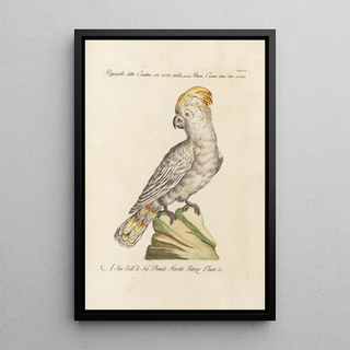 Saverio Manetti - Ornithologia methodice digesta Pl117.webp