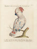 L'ornithologie méthodiquement digérée Pl118 - Saverio Manetti — Ansicht des Kunstwerks