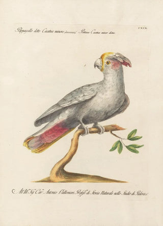Saverio Manetti - Ornithologia methodice digesta Pl119.webp