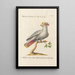 Ornithologie methodisch angeordnet Pl119 - Saverio Manetti — gerahmtes Bild an der Wand