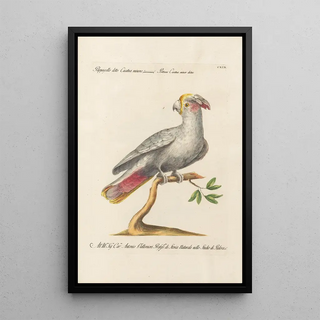 Saverio Manetti - Ornithologia methodice digesta Pl119.webp